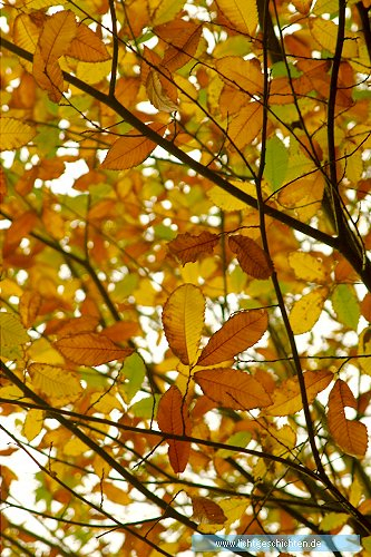 photo 3_herbst jahreszeiten wallpaper 