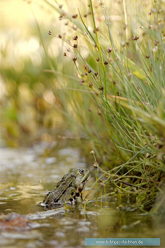 photo amphib fauna 