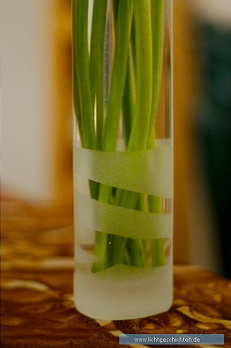 photo abstrakt grün vase flora 