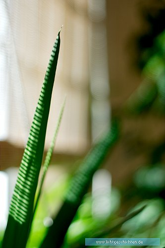 photo abstrakt grün schatten flora 