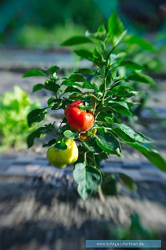 photo grün lensbaby rot tomate themen 