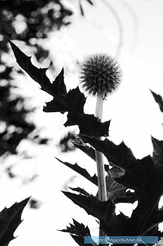 photo monochrom pusteblume themen schwarz weiss 
