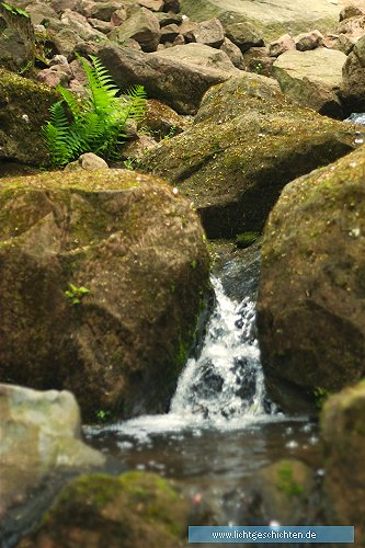 photo farn steine stimmung wasser themen 