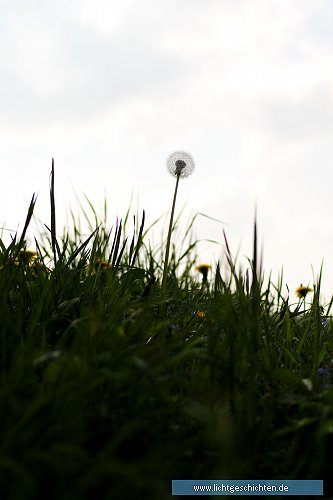 photo abstrakt pusteblume flora 