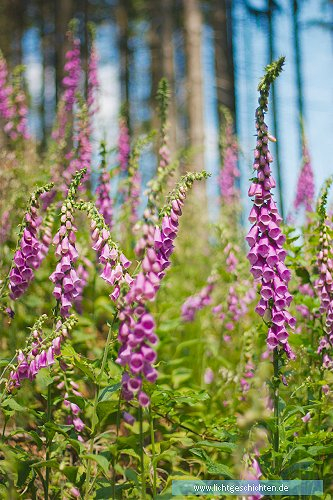 photo blumen lila lupinen violett flora 