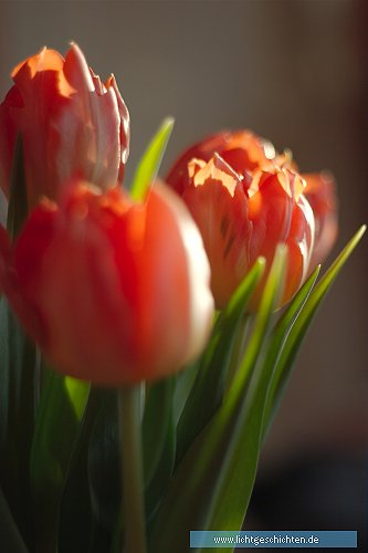 photo blumen orange tulpe flora 