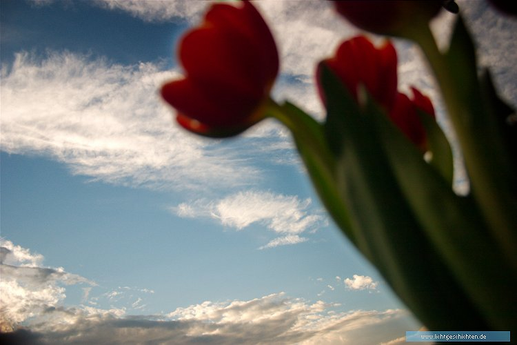 photo blumen gegenlicht tulpe wolken flora 