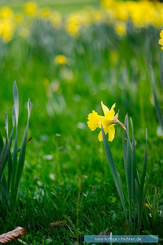 photo blumen gelb grün narzisse osterglocke flora wallpaper 