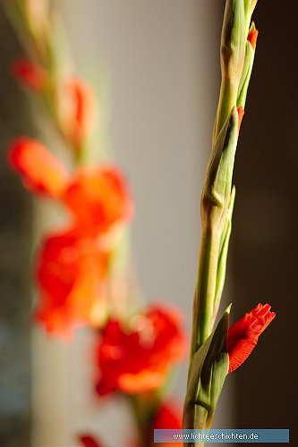 photo blumen blüten rot flora 