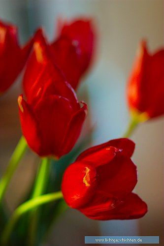 photo blumen blüten rot tulpen flora 