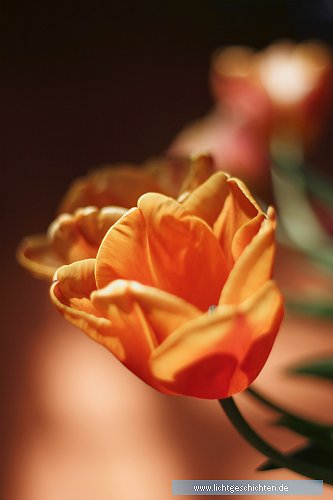 photo blumen orange tulpen flora 
