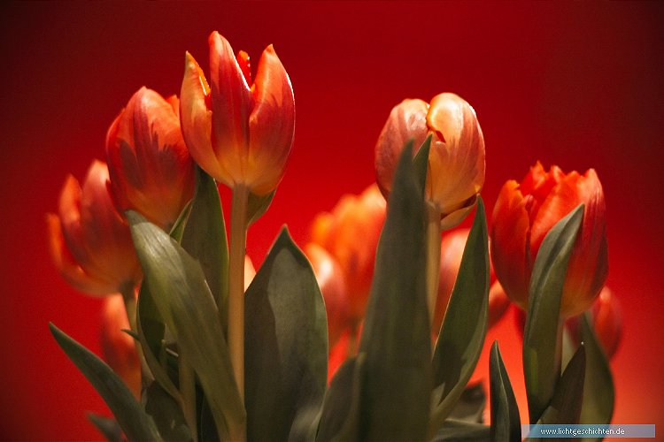 photo blumen orange tulpen flora wallpaper 