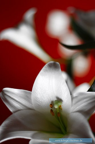 photo blumen lilie _weiß flora 