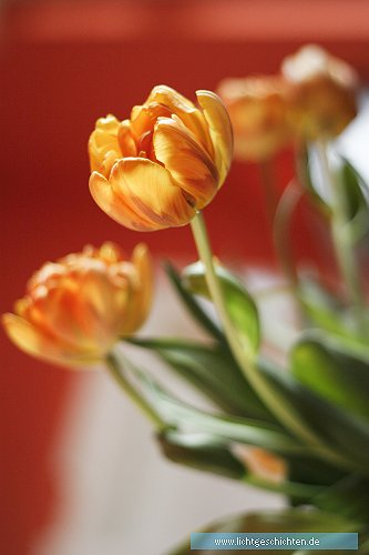 photo blumen orange tulpe flora 